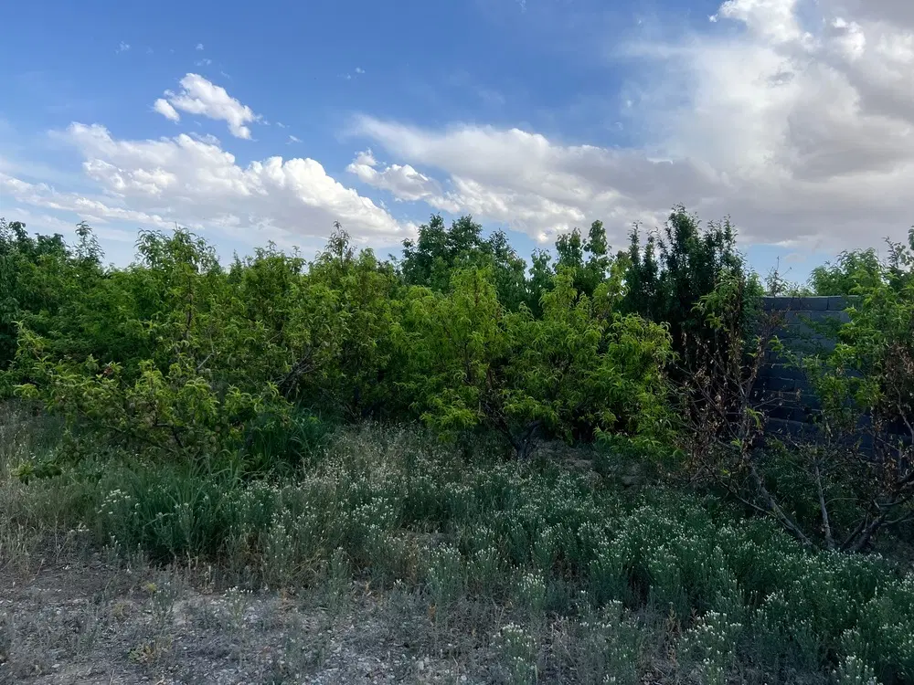 باغچه ۳۰۰متری