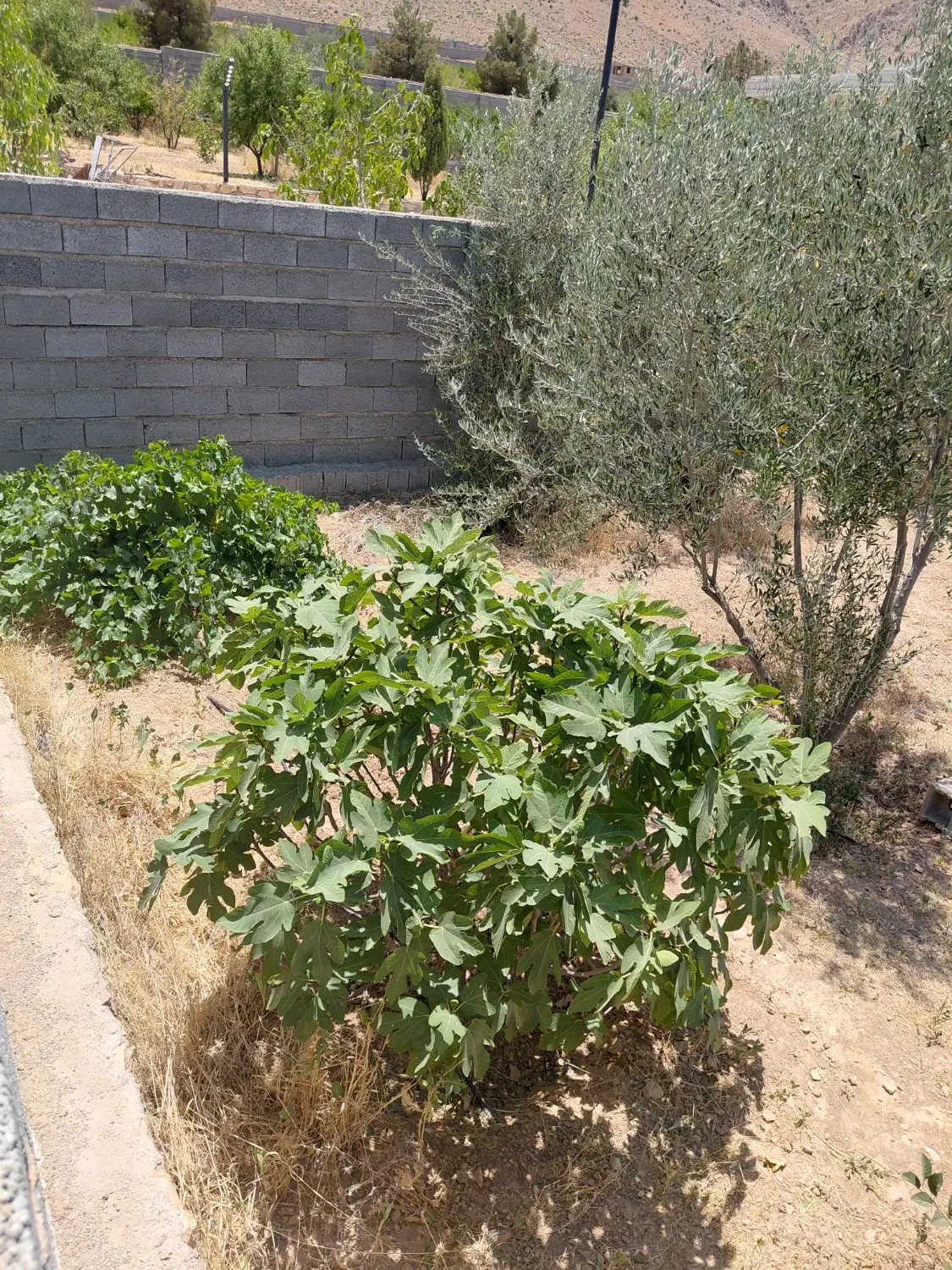 باغشهری خالد اباد