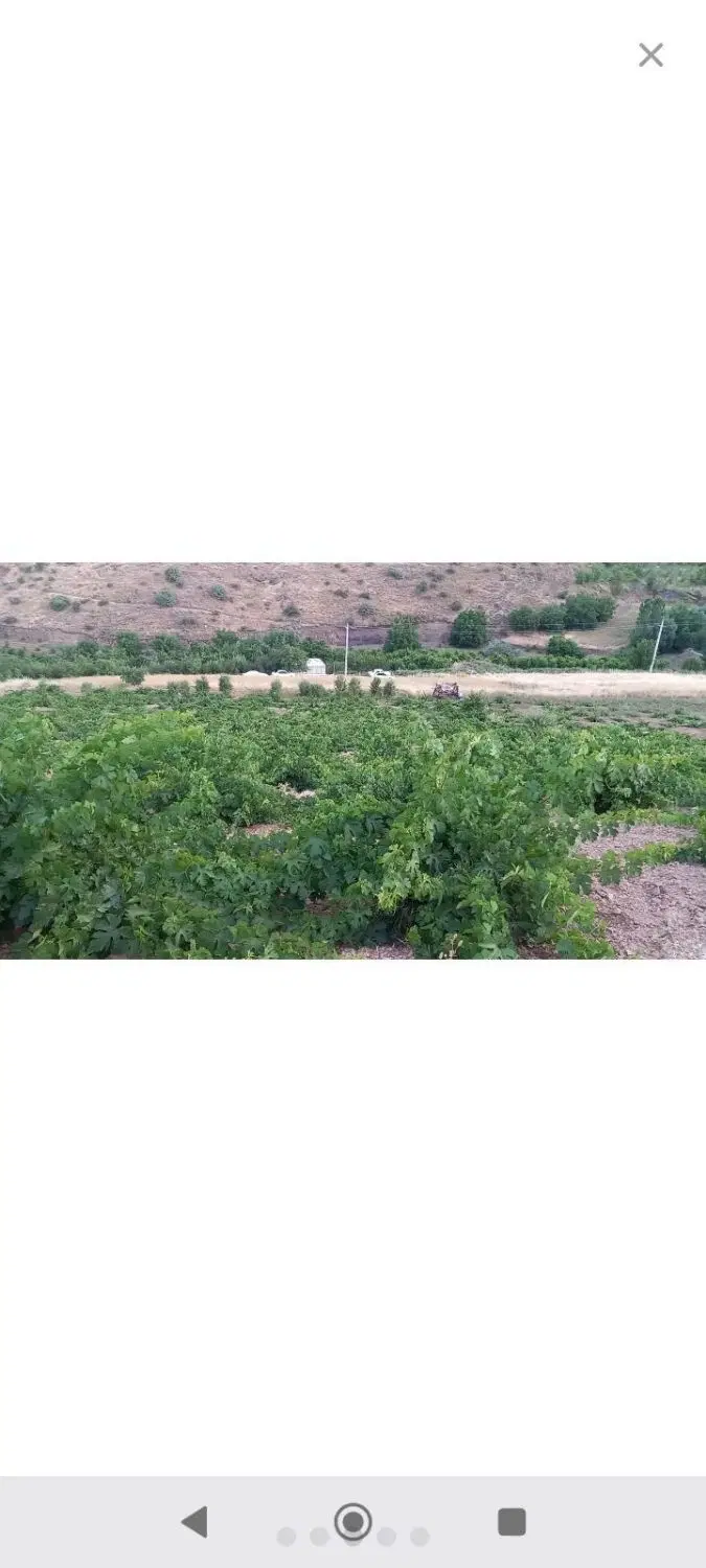 فروش باغ انگور ۲۸۰۰ متری
