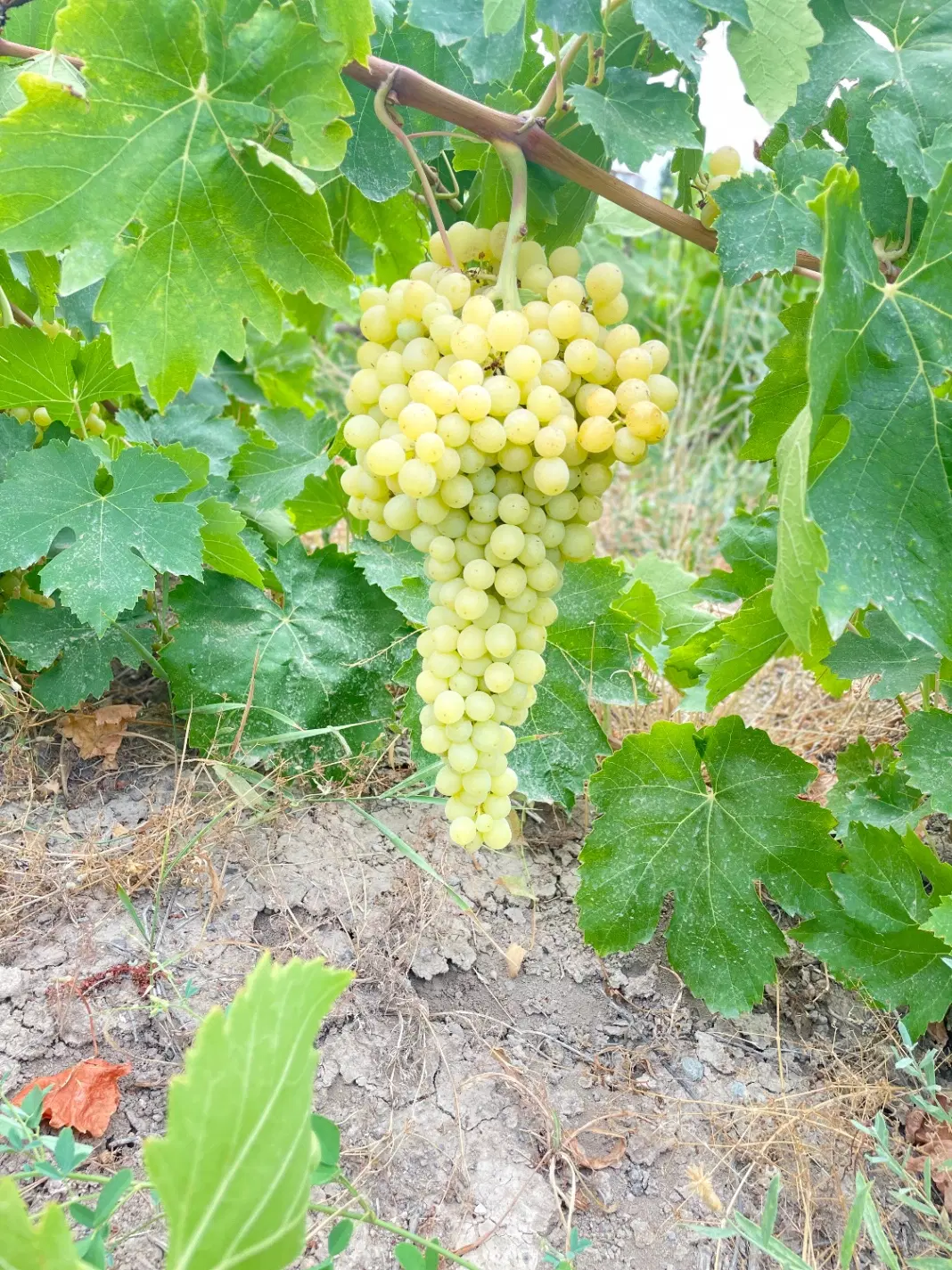 باغ انگور در روستای ارجق