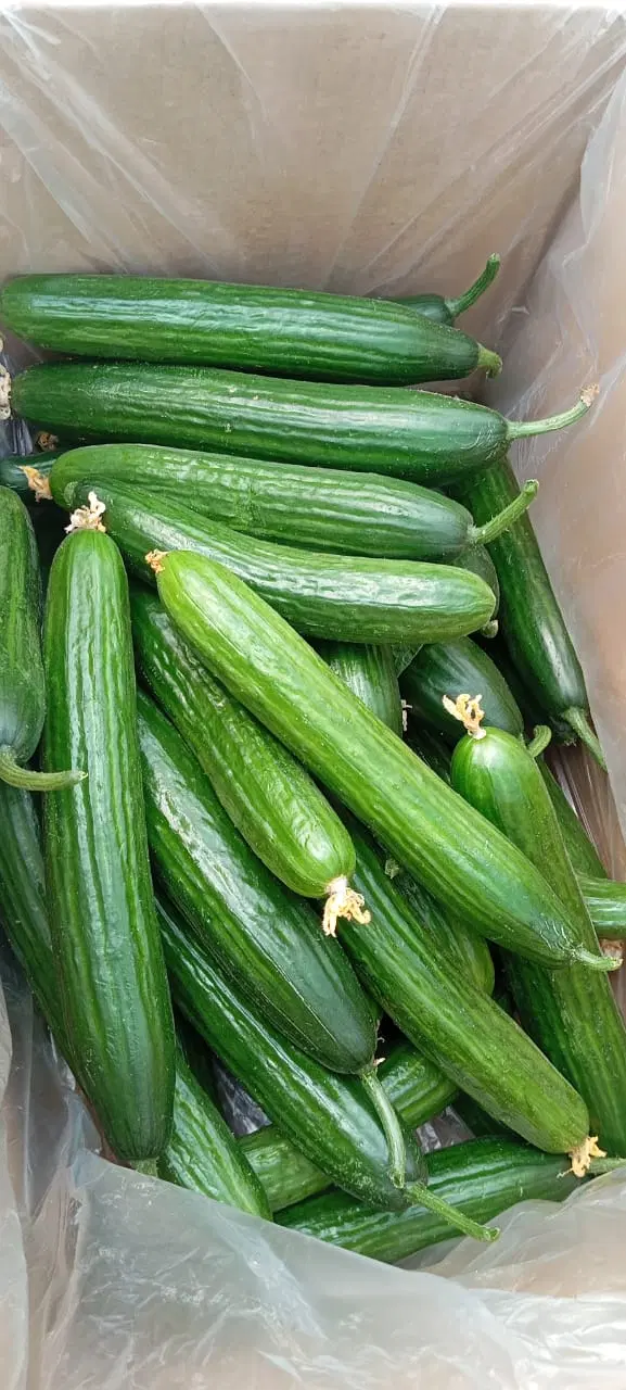 گلخانه