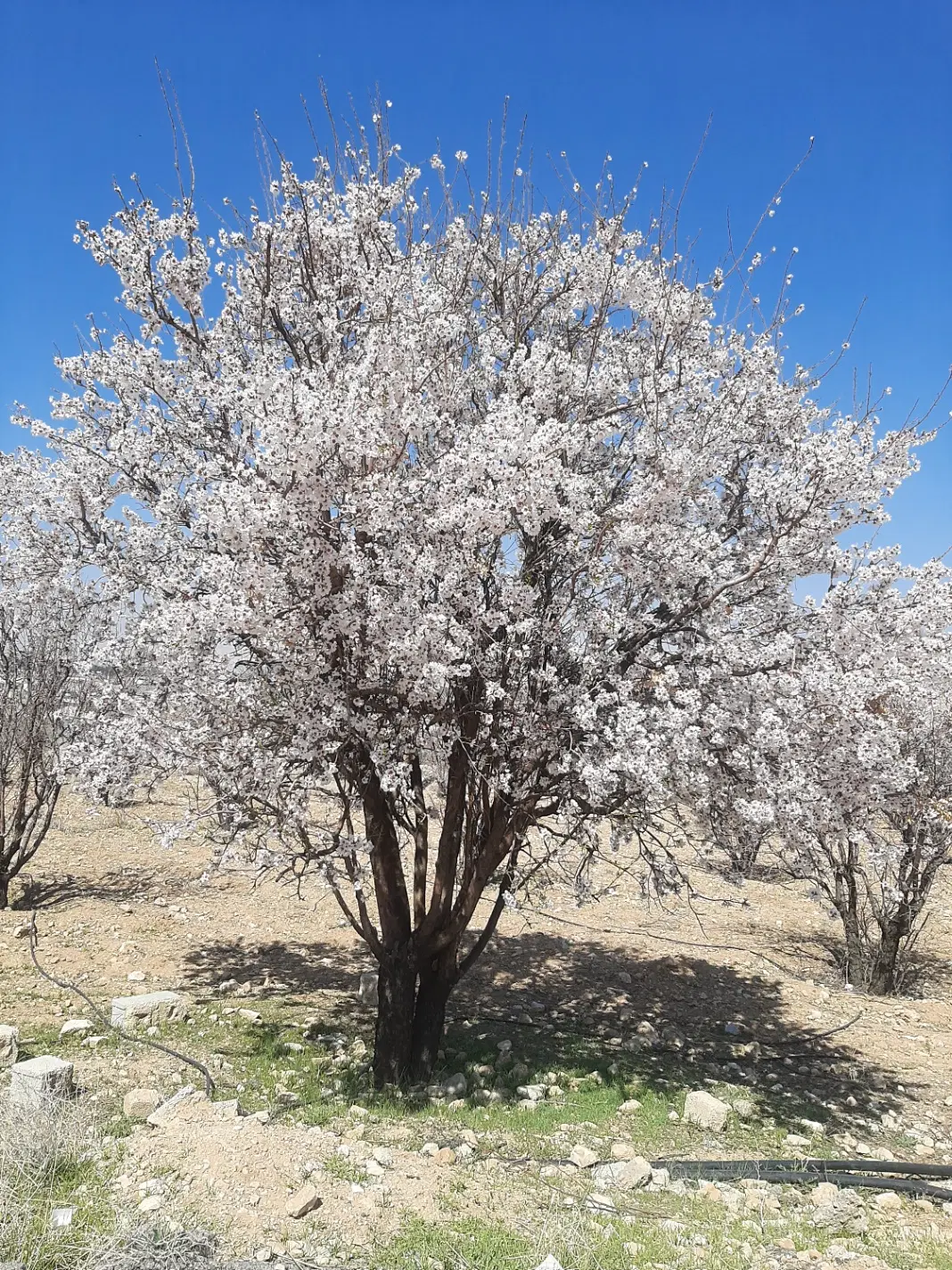 زمین باغ شهری باجگاه