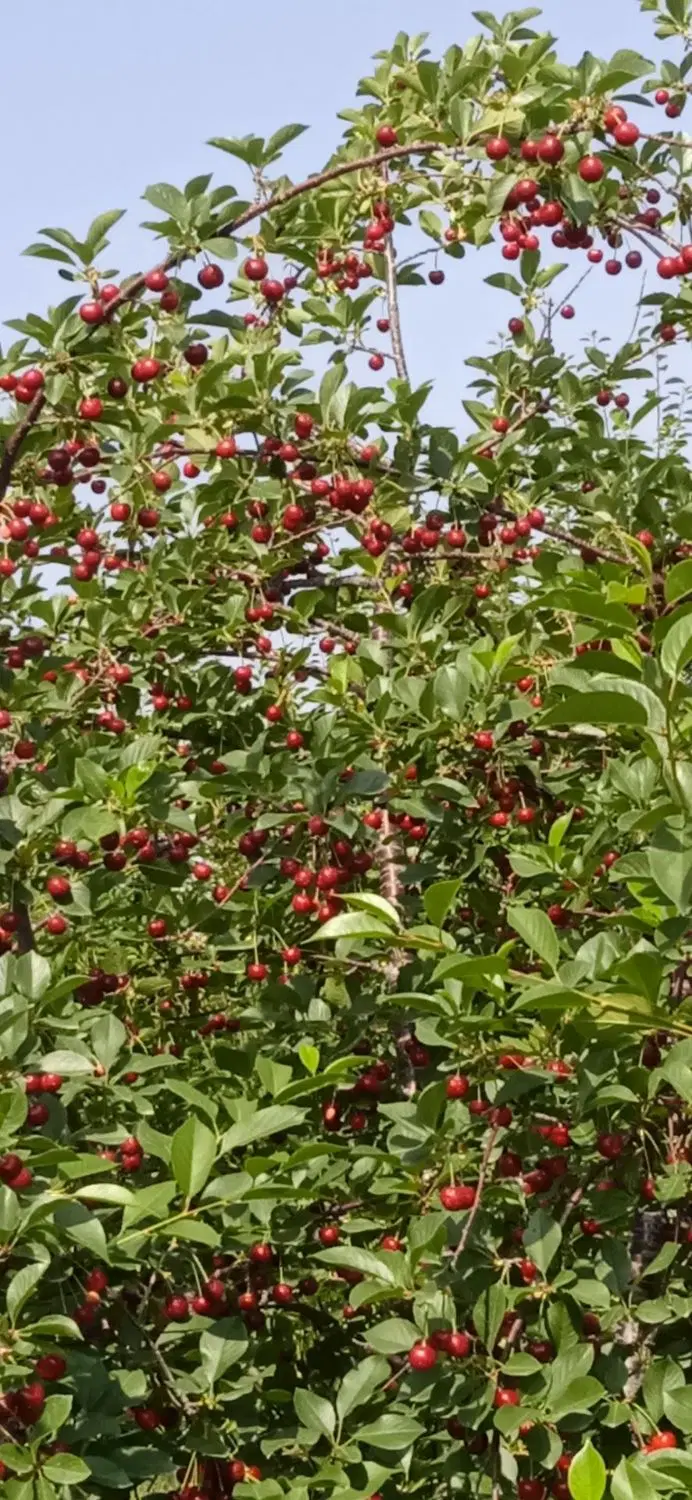 فروش باغ