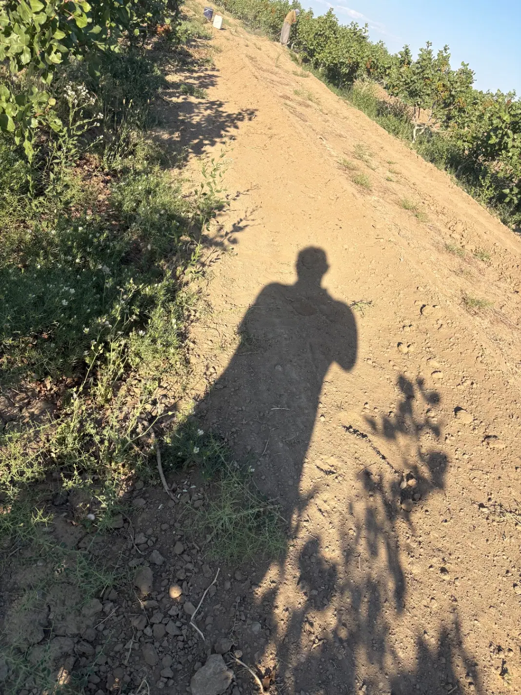 باغ و زمین کشاورزی