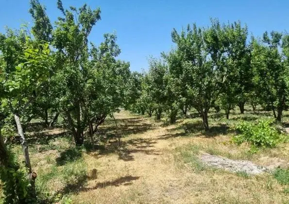 باغ میوه