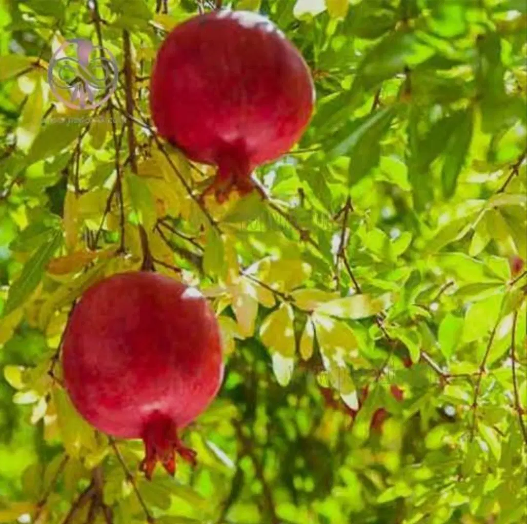 ویلا باغ،باغچه