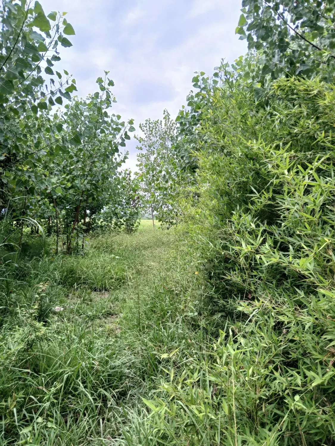 زمین کشاورزی