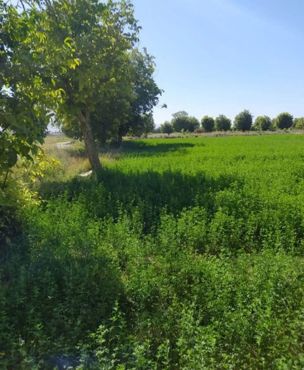 فروش باغ گردو