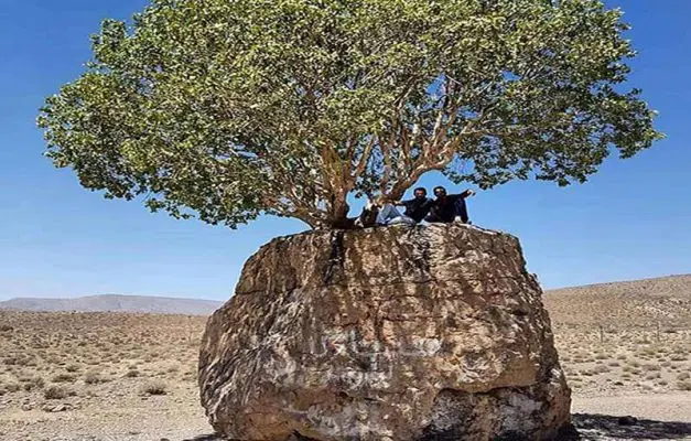 باغ خرما نوریه نرماشیر
