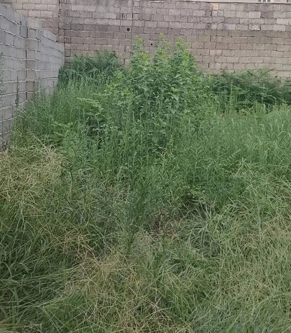 زمین حمیدیان