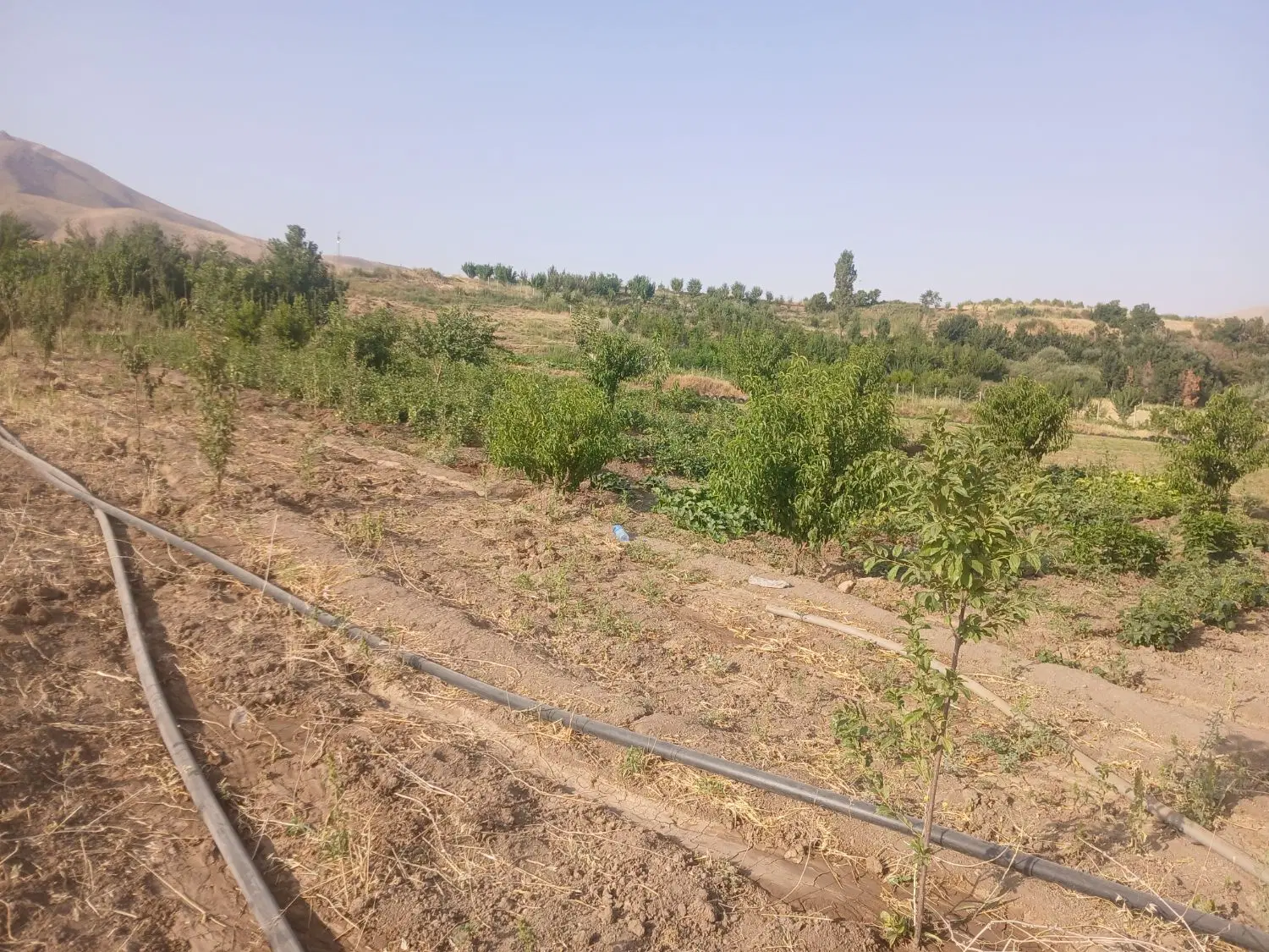 یک قط زمین به متراج۸۵۰ به فروش با کل امکانات