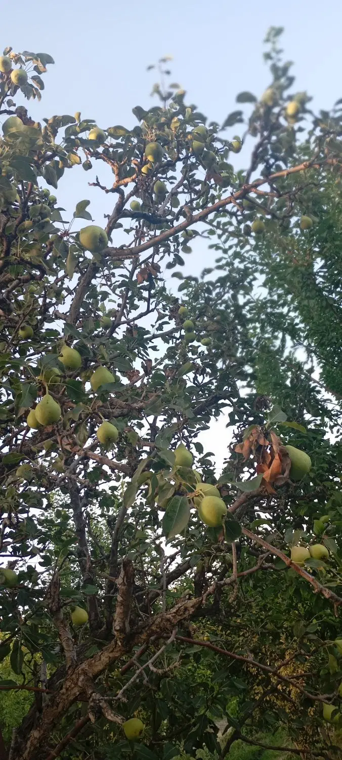 گلابی