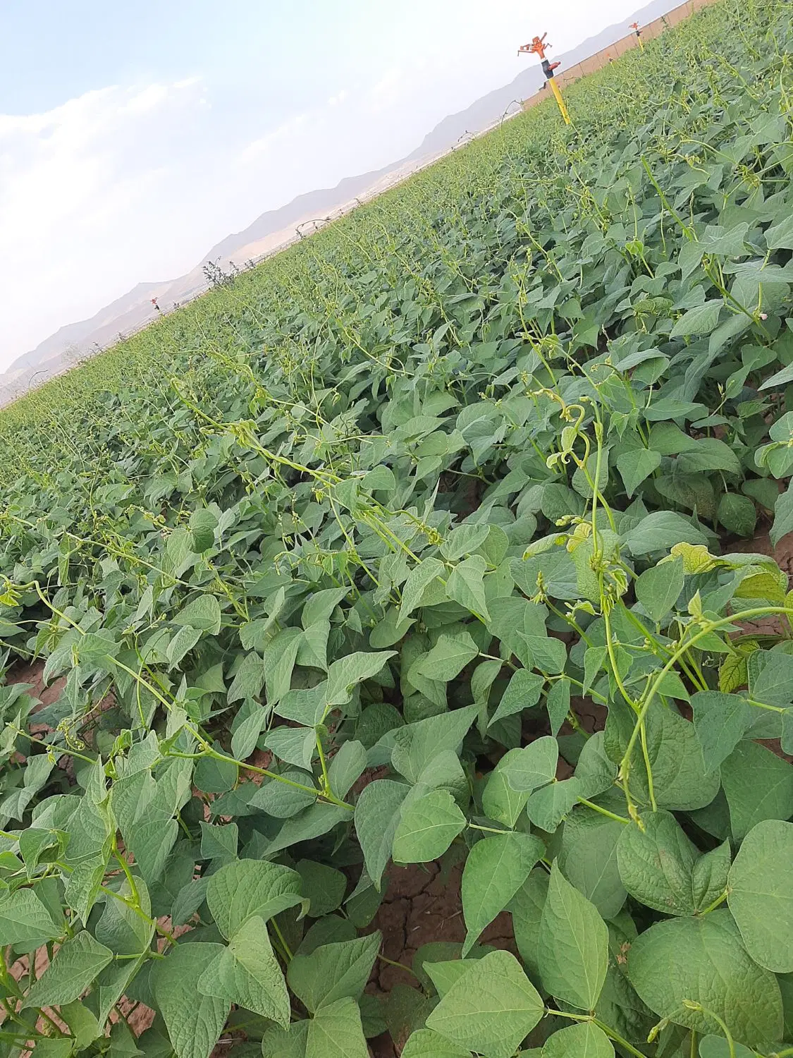 ۱۸هزارمتر زمین اجاره داده می‌شود برای سیر