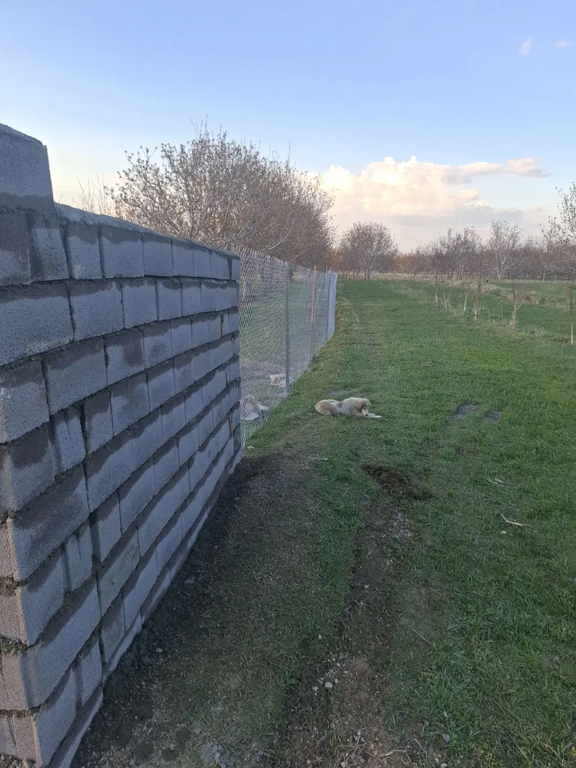 باغ گردو در روستای فسیجان جاده سیمین