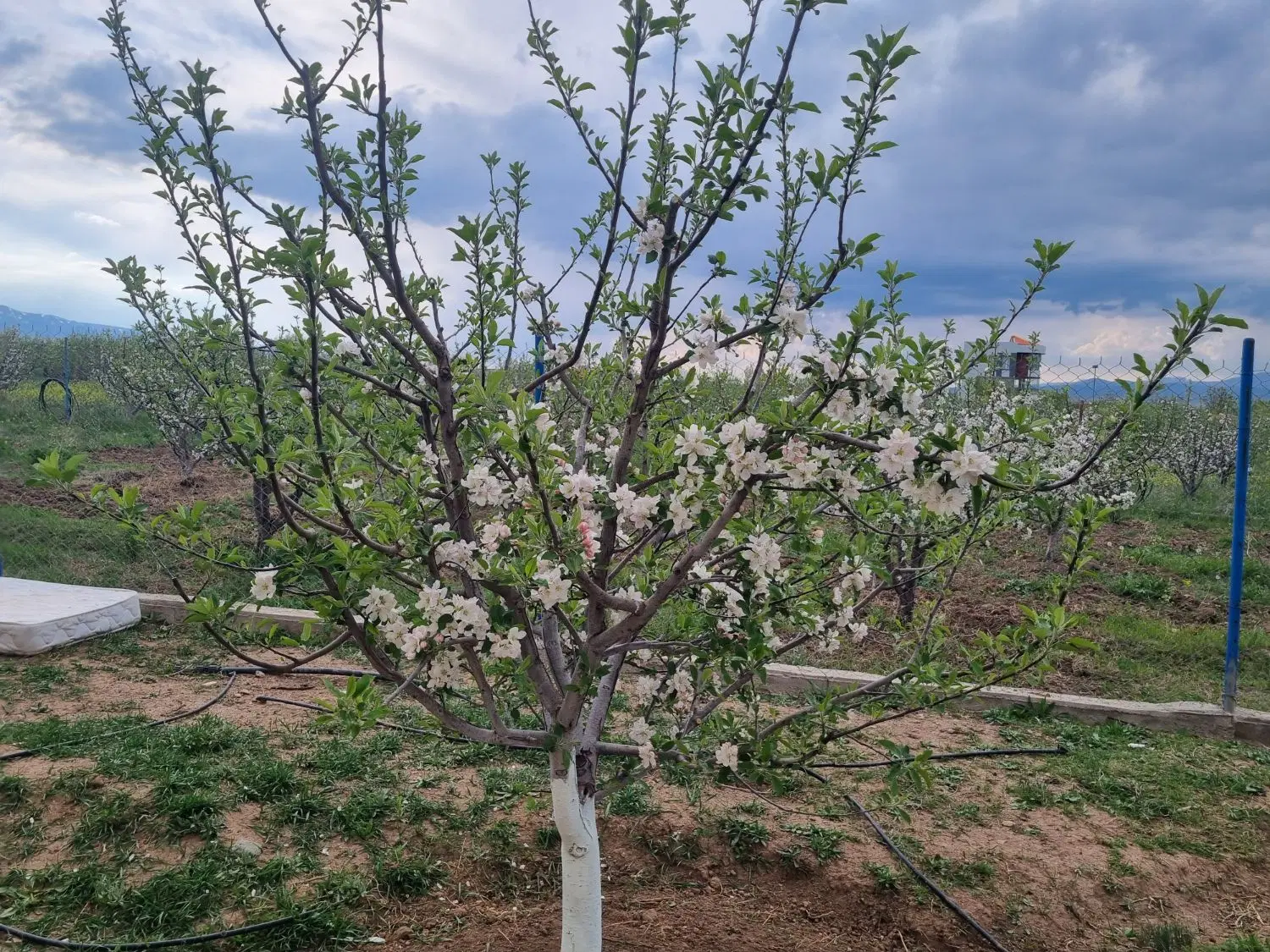 فروش باغ در منطقه ویلایی گرنگاه کوی ولیعصر