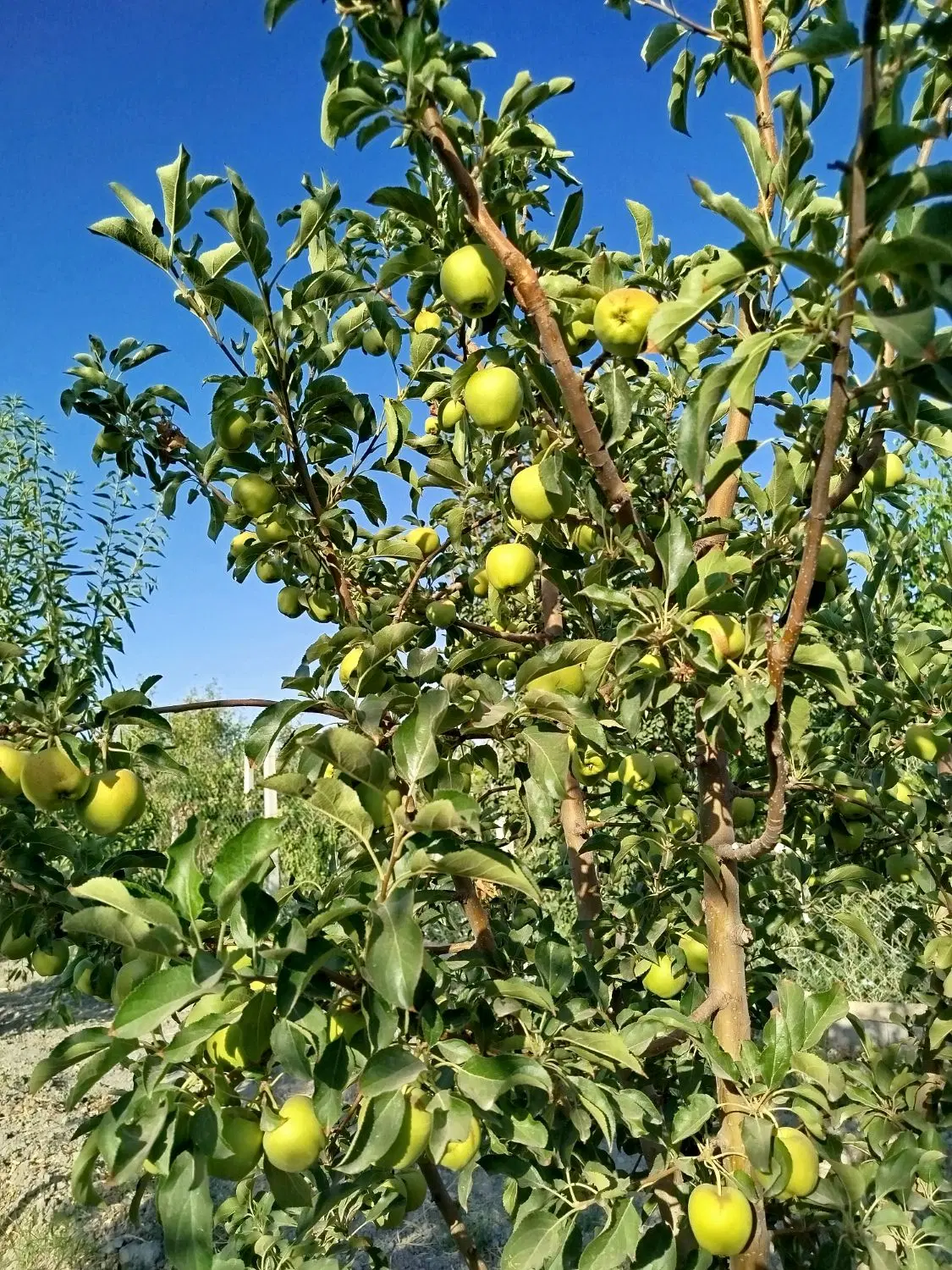 باغچه 500متری دیوار کشی