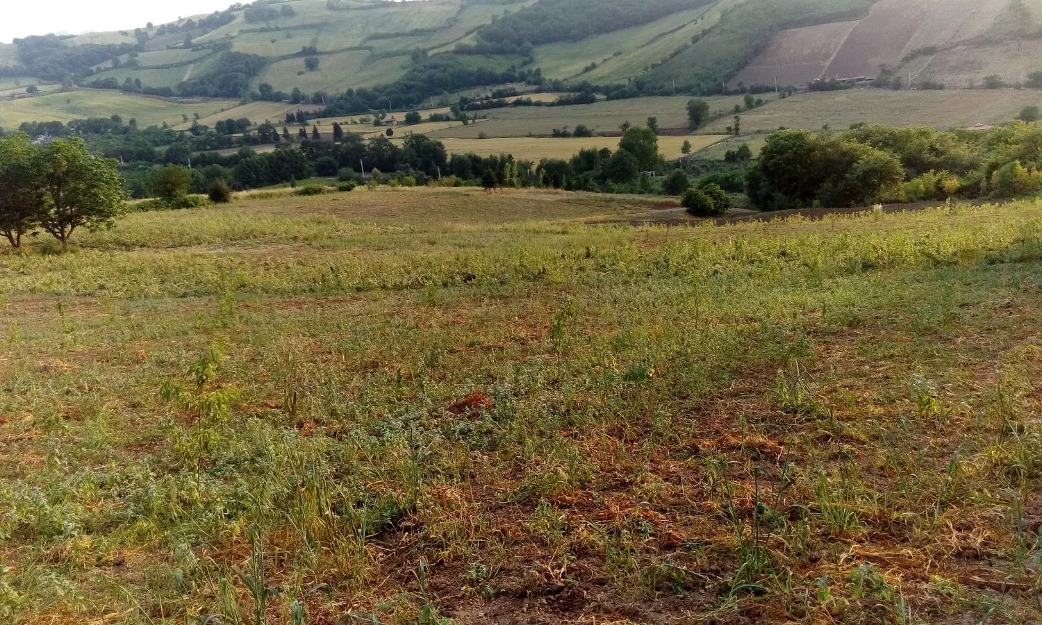 زمین فروشی گلندفخراباد صیادشیرازی