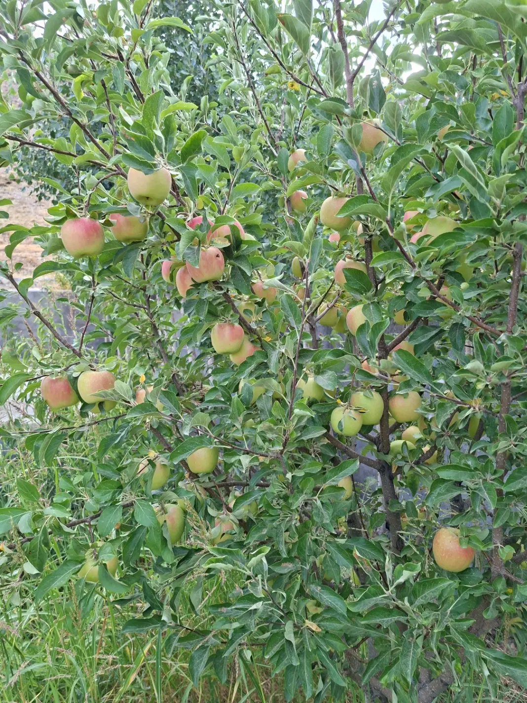 باغ ویلا کاکان جاده اصلی