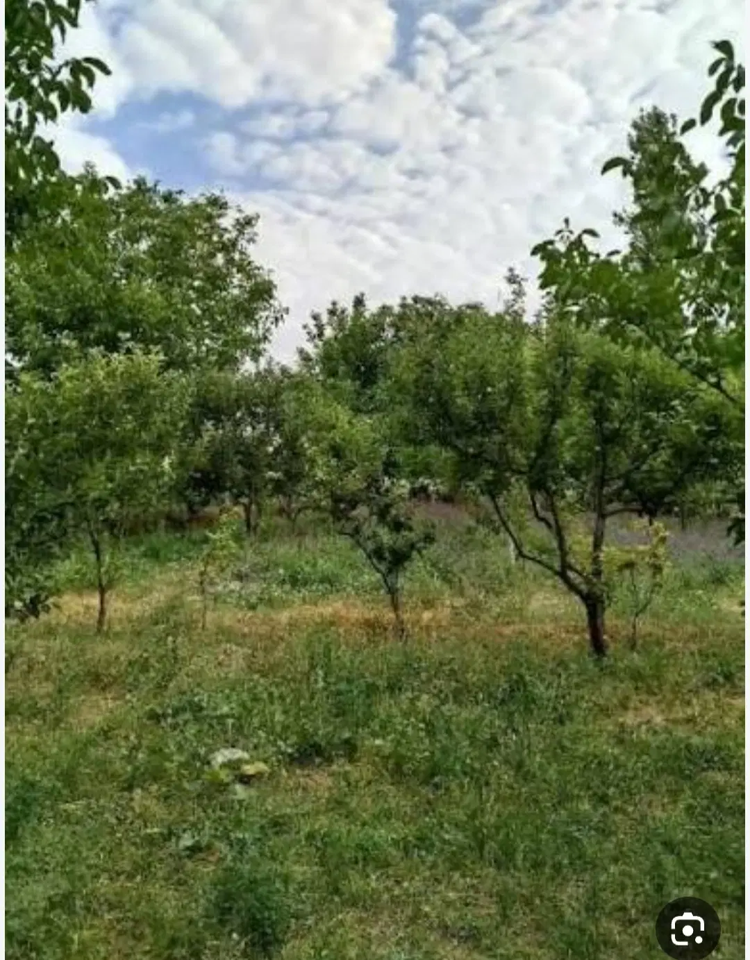 باغ تلاش