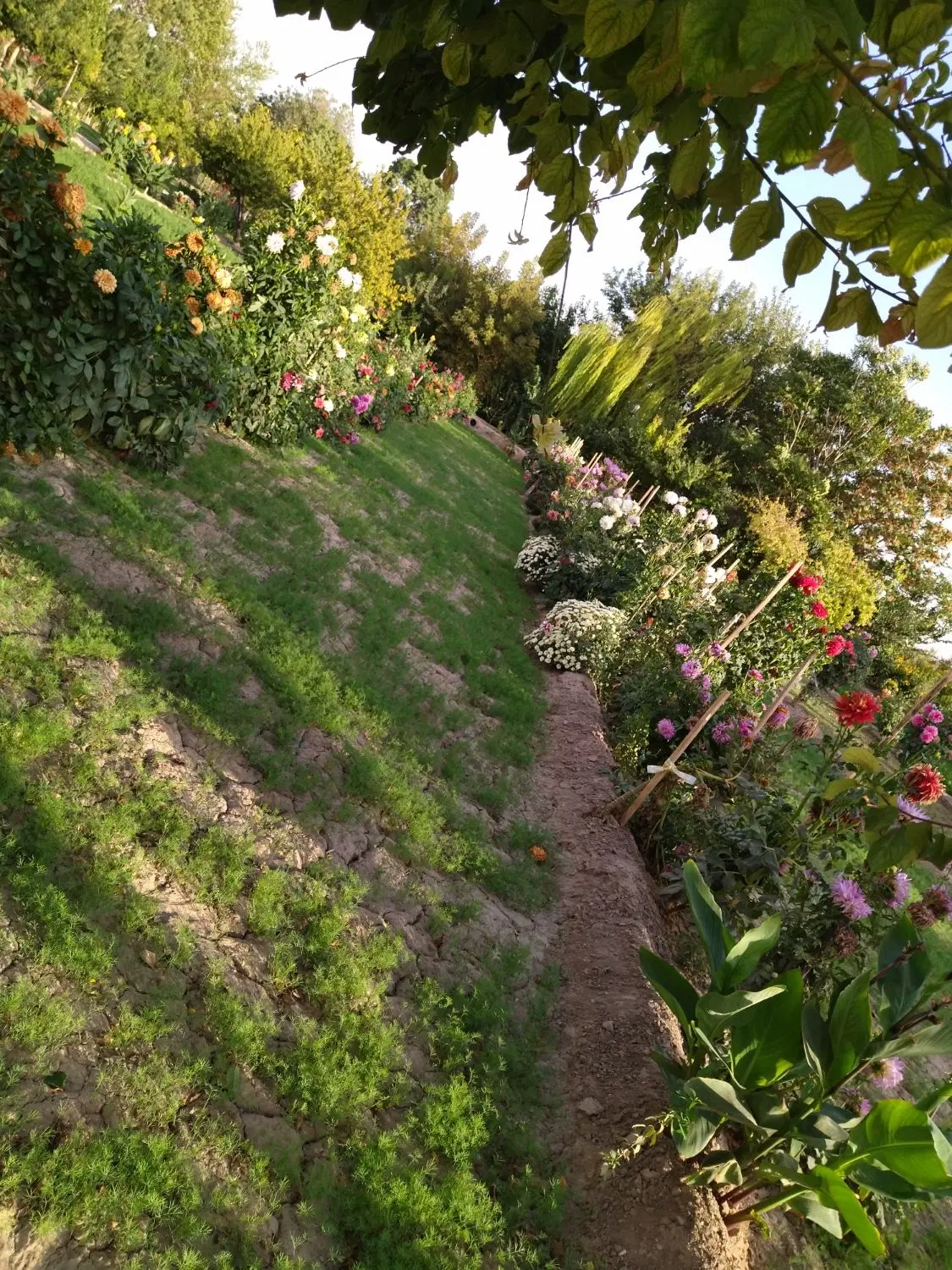 اجاره زمین کشاورزی