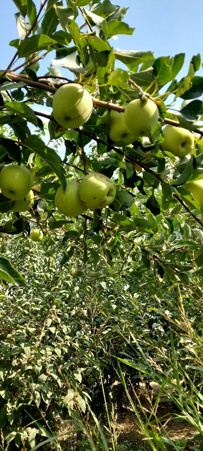 فروش سوئیت ویلا 537متر غرب استان تهران