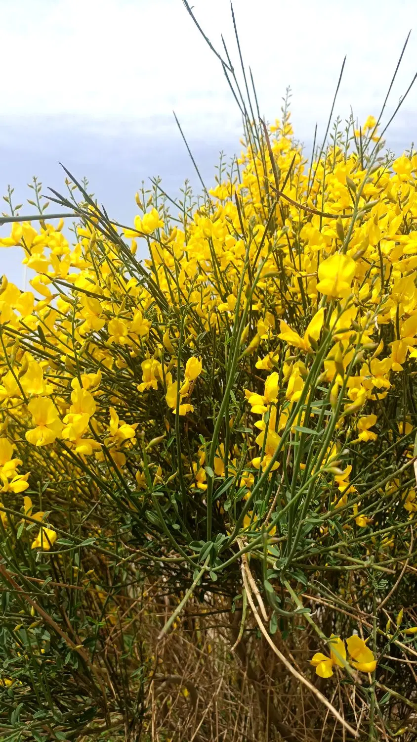 فروش باغ ویلای حاجی آباد در شاهین شهر