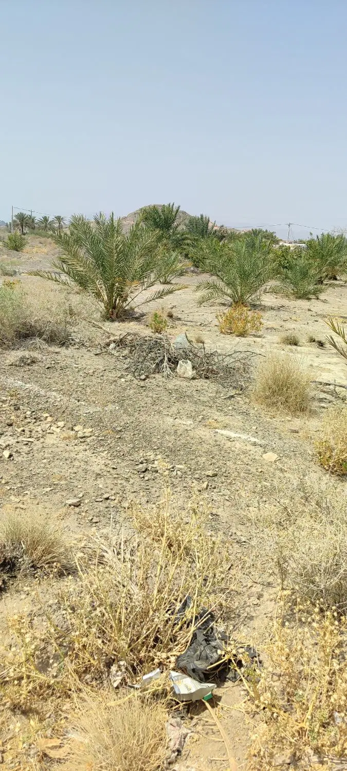 زمین