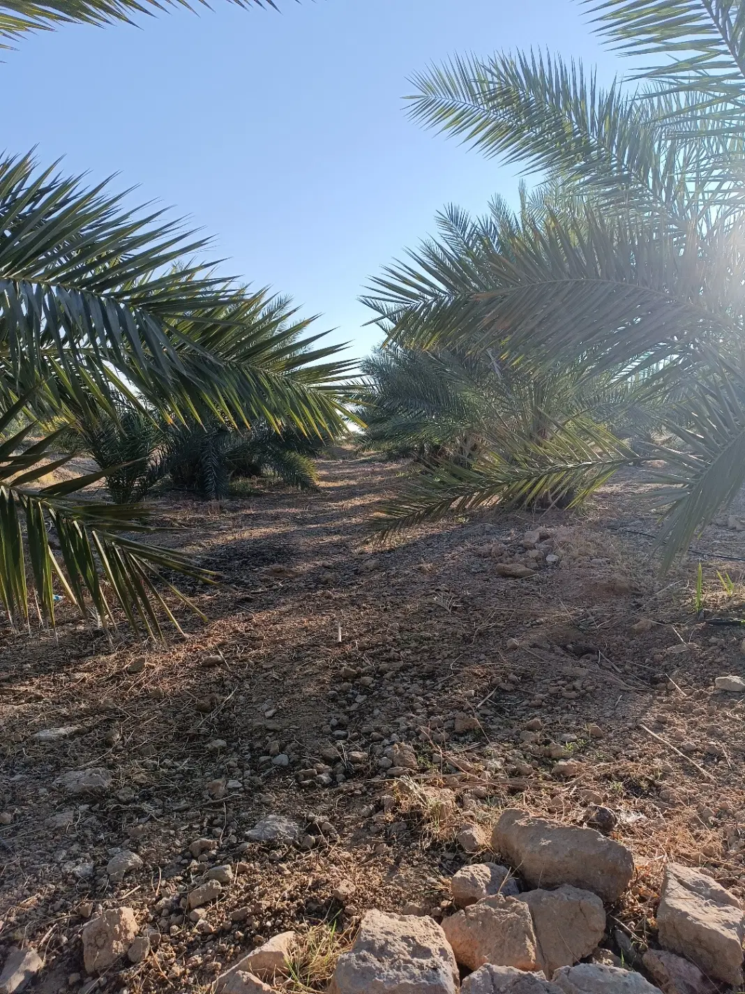 فروش با غ قصب