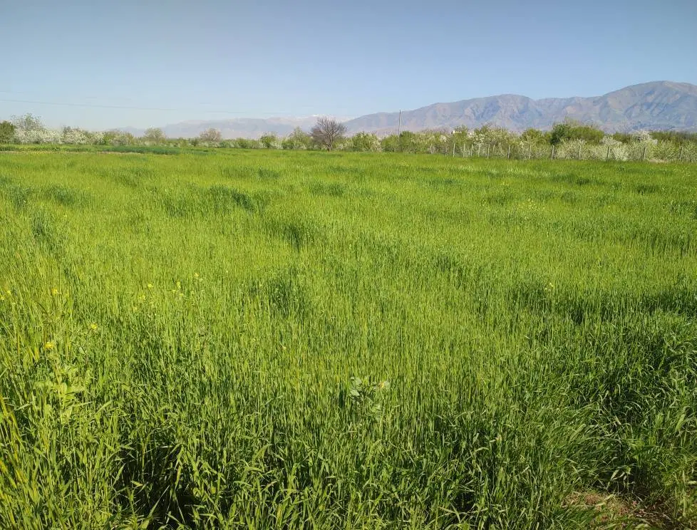 زمین کشاورزی
