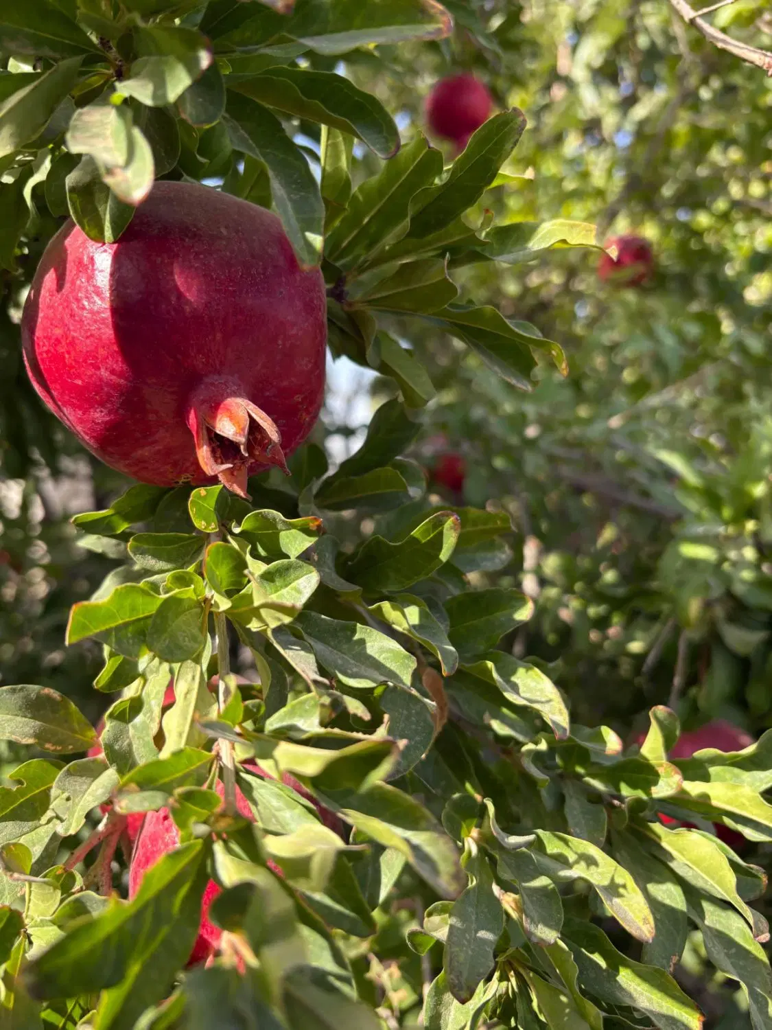 باغچه برای ویلا سازی