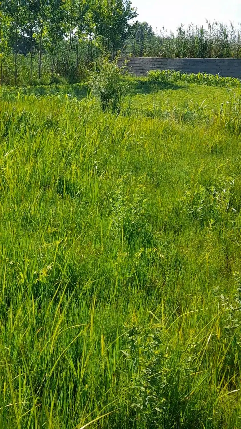 زمین باغی