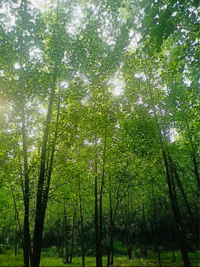 ویلا اجاره ای