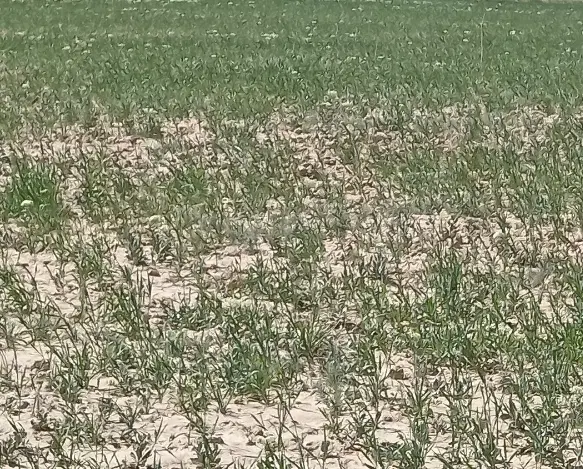 زمین باغی سوسن آباد
