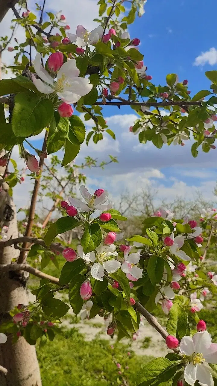 فروش باغ میوه