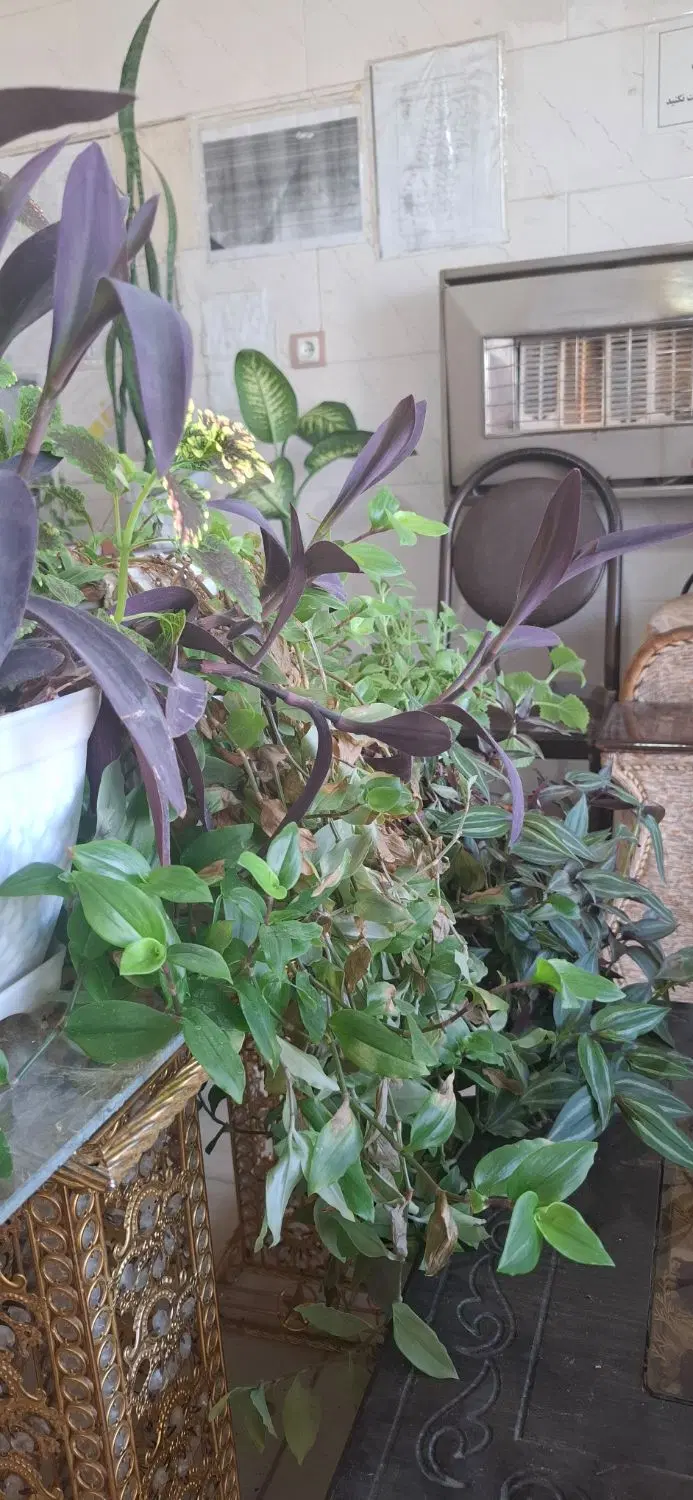 اجاره خونه مستقل بلکو،خیابان شهیدفتاح