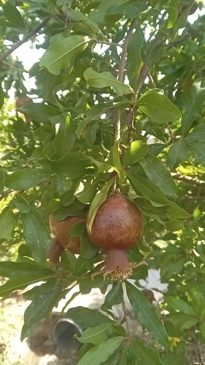 فروش باغ
