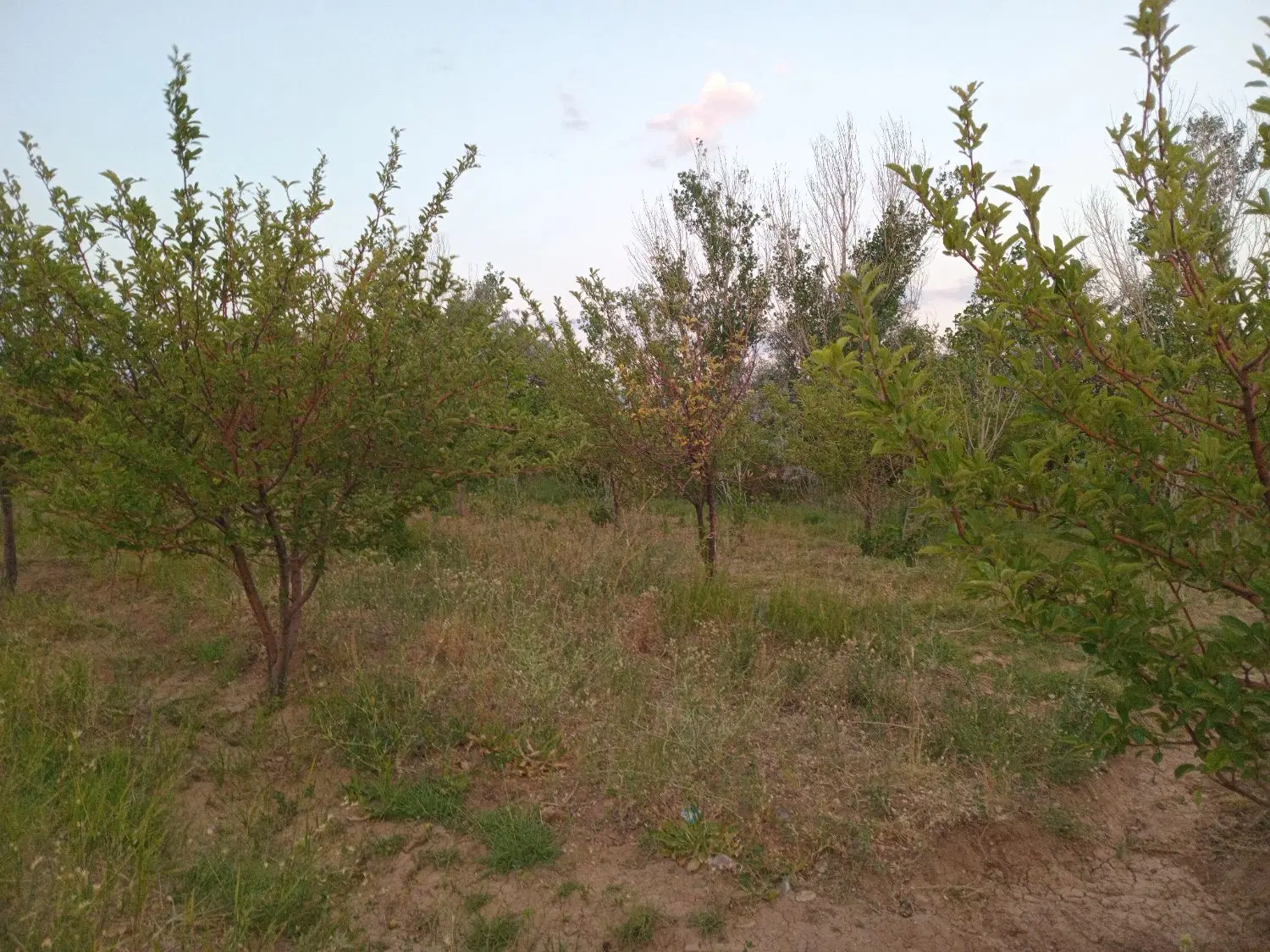 باغ در نزدیکی شهر
