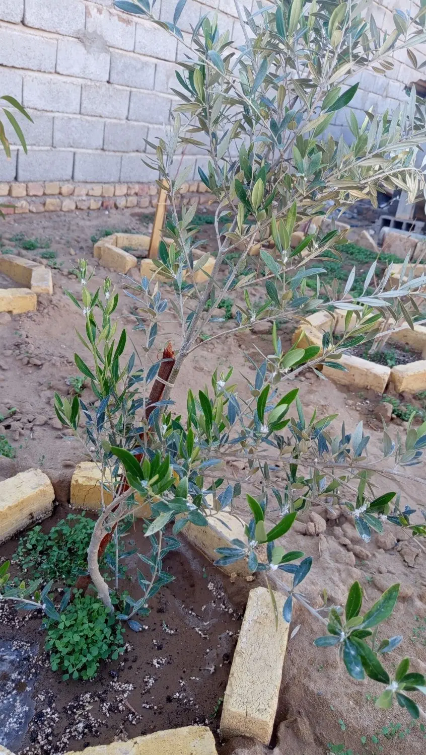 خانه باغ