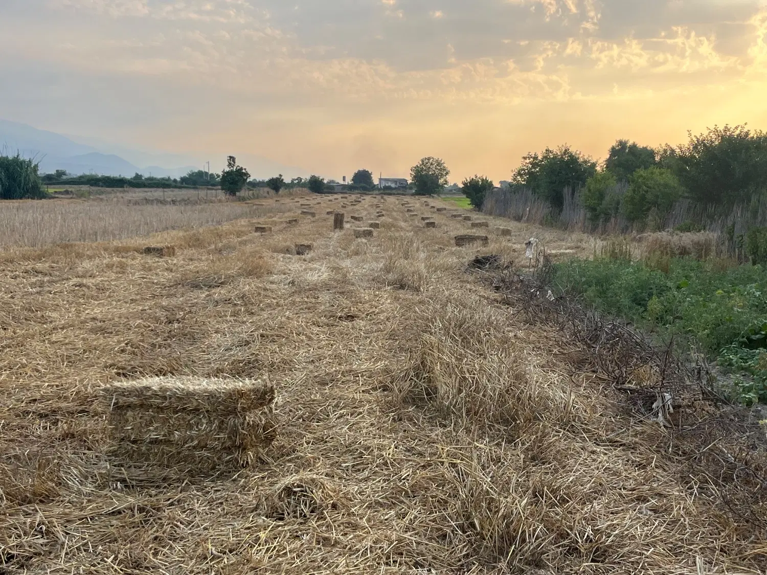 فروش زمین کشاورزی