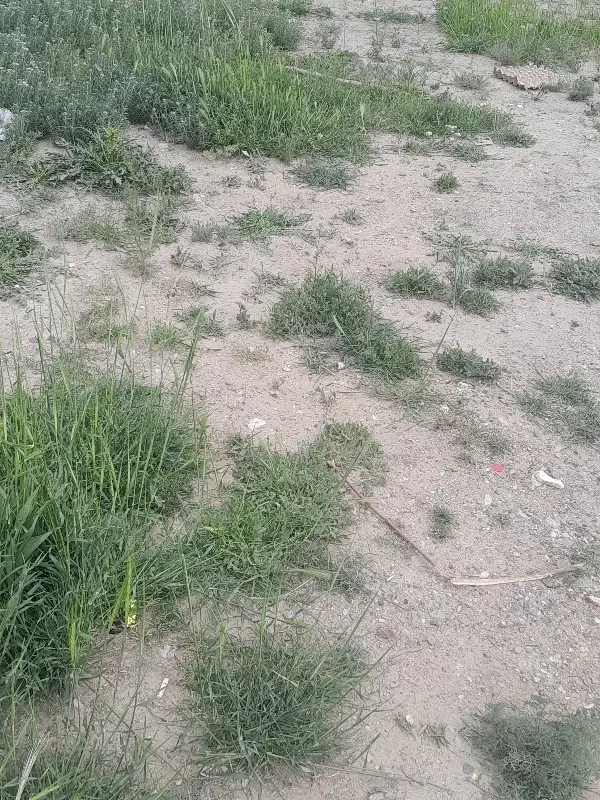 یک قطعه زمین مسکونی در چالسبار