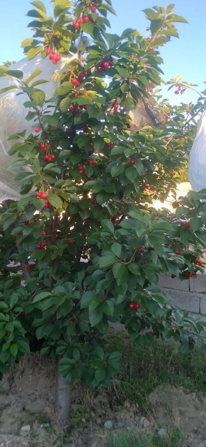 باغی درسعیدآباد تبریز