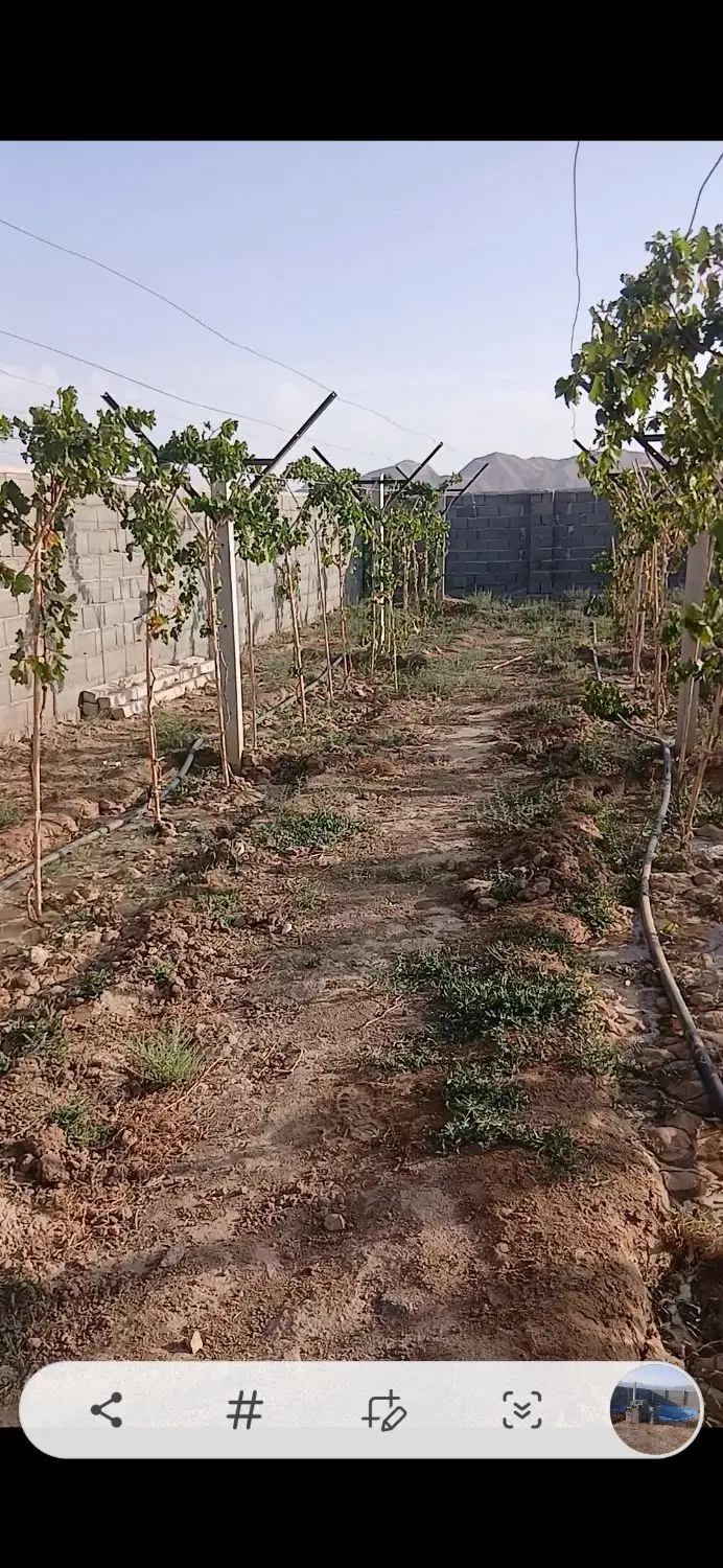 فروش باغ