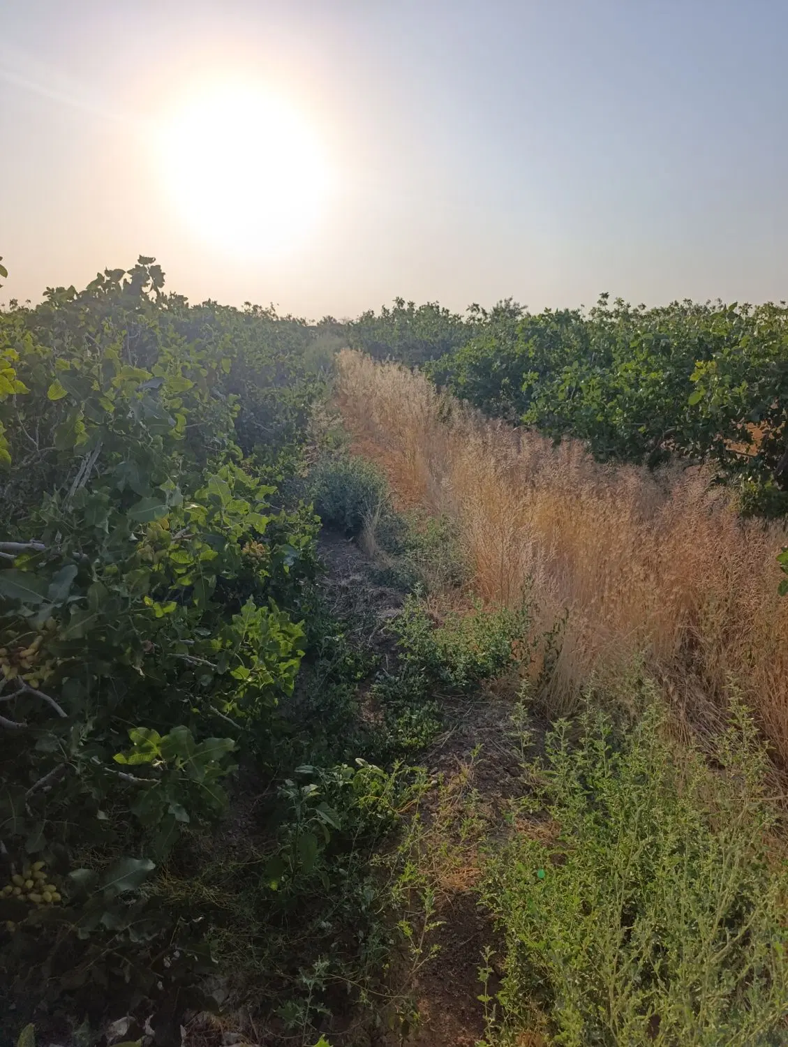 زمین باغ پسته
