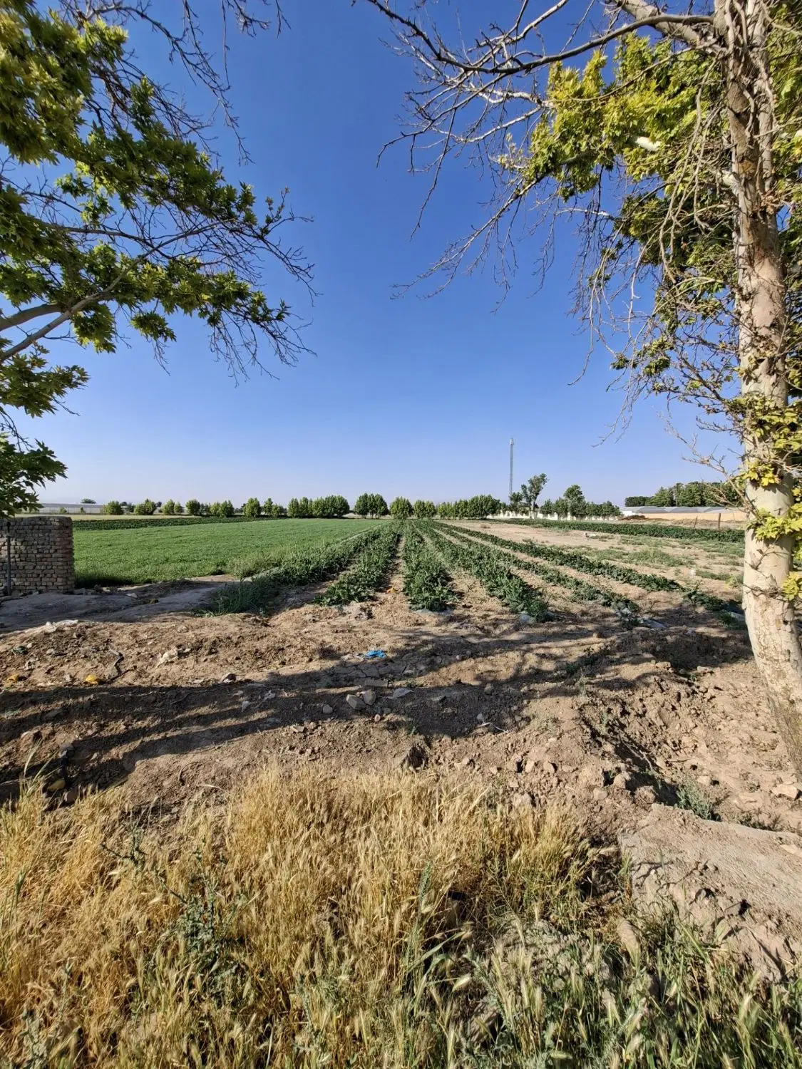 زمین باغی یا کشاورزی