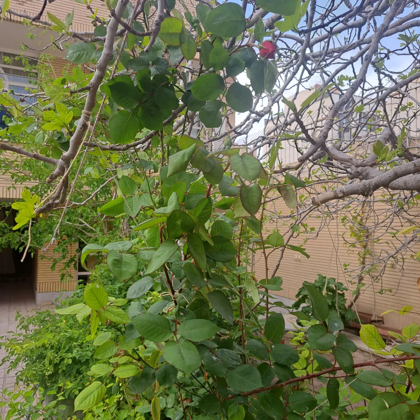 اجاره منزل مسکونی دربست