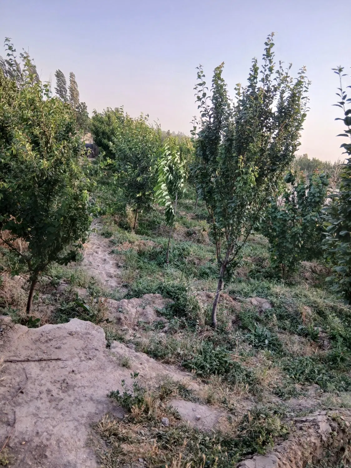 یک قطعه باغچه درپیشک ۱خیابان سوم