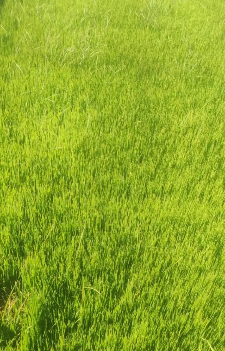 زمین