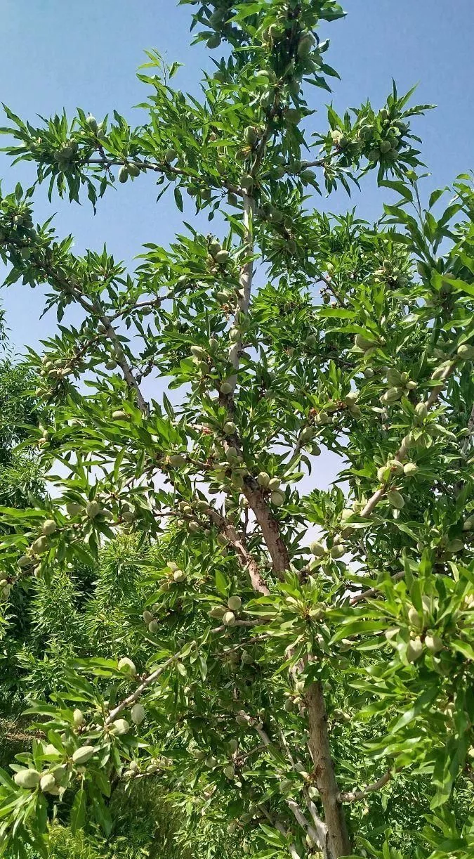 فروش باغ۵۲۵ متری محدوده پل زمانخان شوراب صغیر