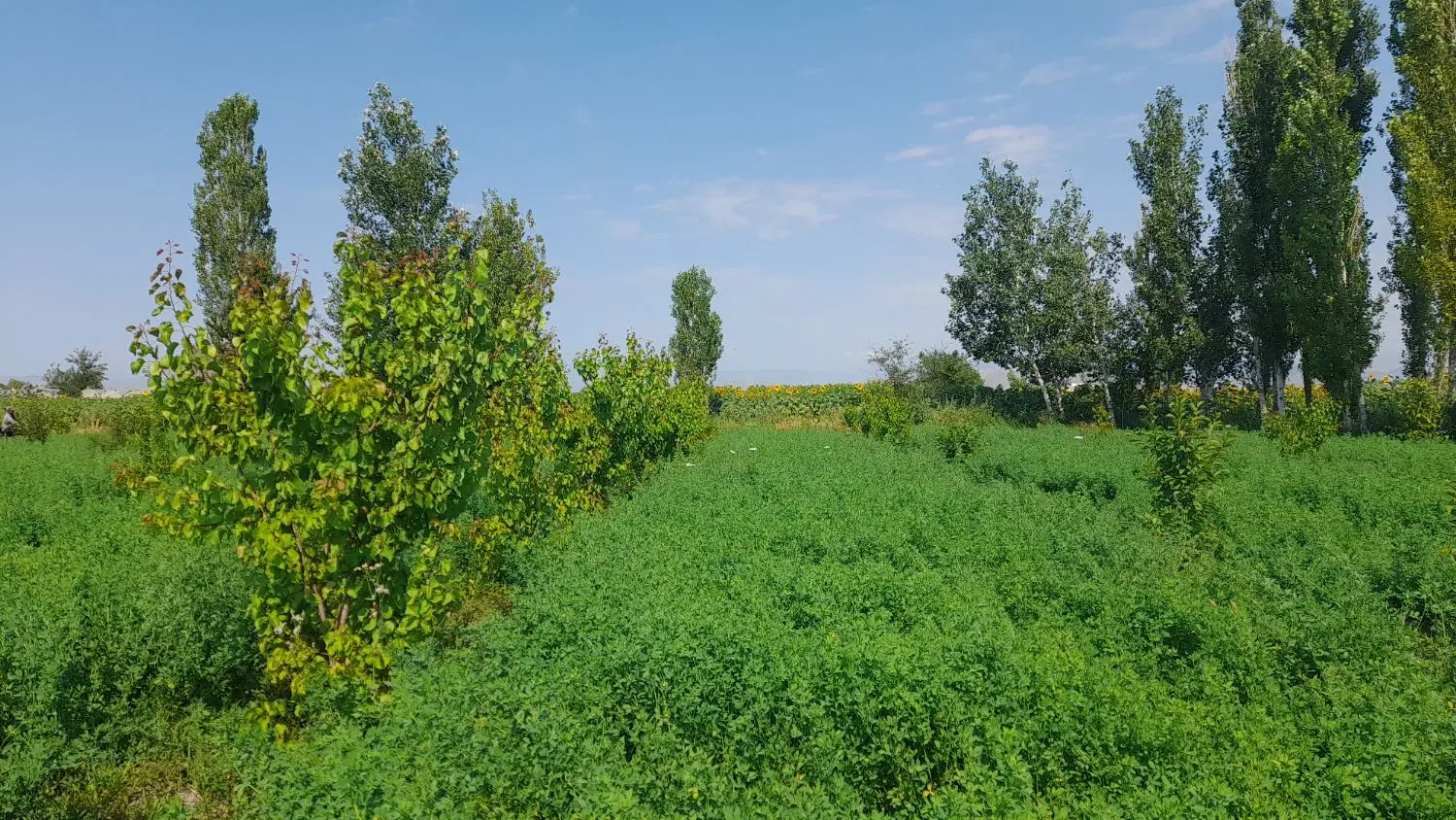 1000متر باغ بادرختان دوساله درروستای نوائی