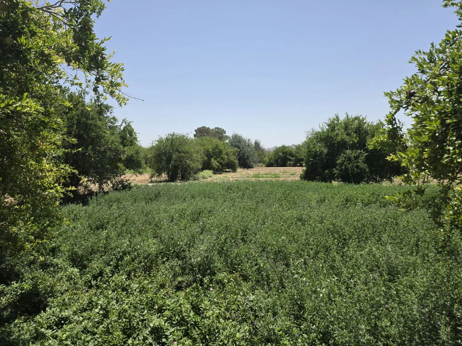 اجاره یک واحد دو خوابه